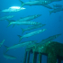 Barracudas - Image