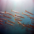 Barracudas - Image