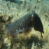 Cuttlefish - Image