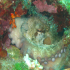 Octopus - Image