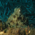 Octopus - Image