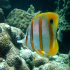 Copperband Butterflyfish - Image