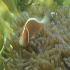 Clownfish - Image
