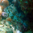 Shortnose Boxfish - Image