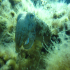 Cuttlefish - Image