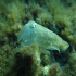 Cuttlefish - Image