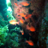 Cardinal fish - Image