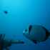 Two-banded Seabream - Image