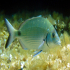 Saddled Seabream - Image