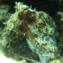 Octopus - Image