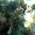 Tompot blenny - Image