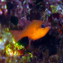 Cardinal fish - Image