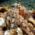 Octopus - Image