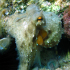 Octopus - Image