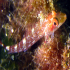 Black faced Blenny - Image