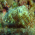 Cuttlefish - Image