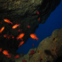 Cardinal fish - Apogon imberbis - Guarding the cavern