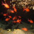 Cardinal fish - Image