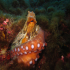 Octopus - Image