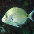 White seabream - Diplodus sargus sargus - In the spotlight
