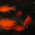 Cardinal fish - Image
