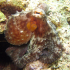 Octopus - Image