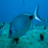 Saddled Seabream - Image