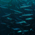 Barracudas - Image