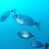 Saddled Seabream - Image