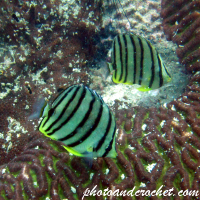 Butterflyfish