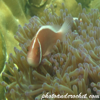 Clownfish