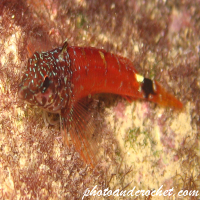 Black faced Blenny - Image