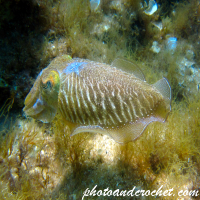 Cuttlefish - Image