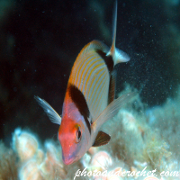 Two-banded Seabream - Image