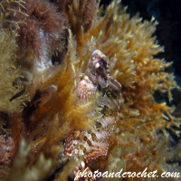 Tompot blenny - Image