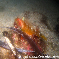 Underwater and Sealife