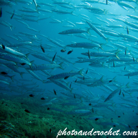 Barracudas - Image