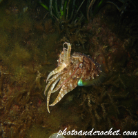 Cuttlefish - Image