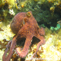 Octopus - Image