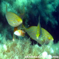 Salema - Sarpa salpa - Trio and one intruder