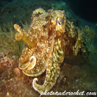 Cuttlefish - Image