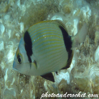 Two-banded Seabream - Image