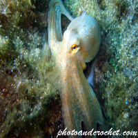 ใต้น้ำ – อัลบั้มภาพถ่ายดำน้ำ