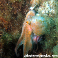 Octopus - Image