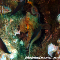 Underwater and Sealife