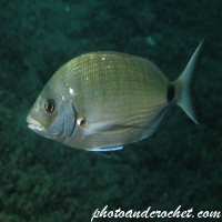 Underwater and Sealife