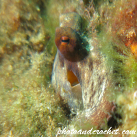 Octopus - Octopus vulgaris - Big eye