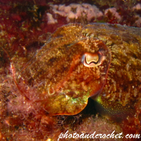 Cuttlefish - Image