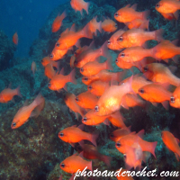 Cardinal fish - Image