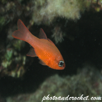 Cardinal fish - Image